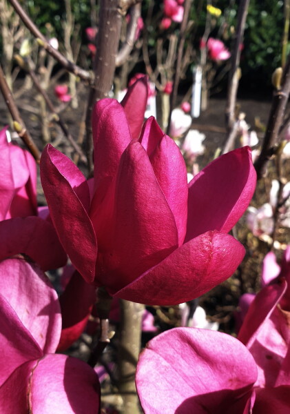 Магнолия Пинк Айс